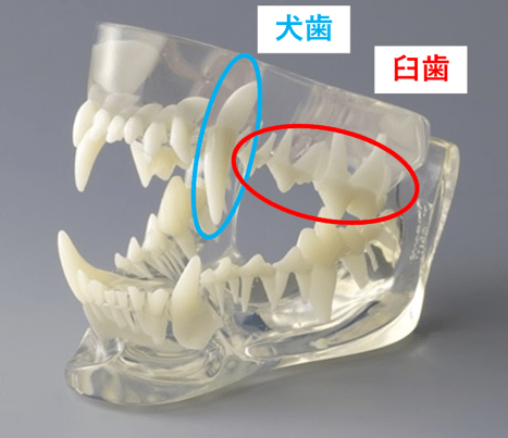 犬猫】歯周病と症例紹介「歯周病悪化による顎の骨折＆根尖膿瘍」 | 滋賀県草津市・大津市【エルム動物病院】