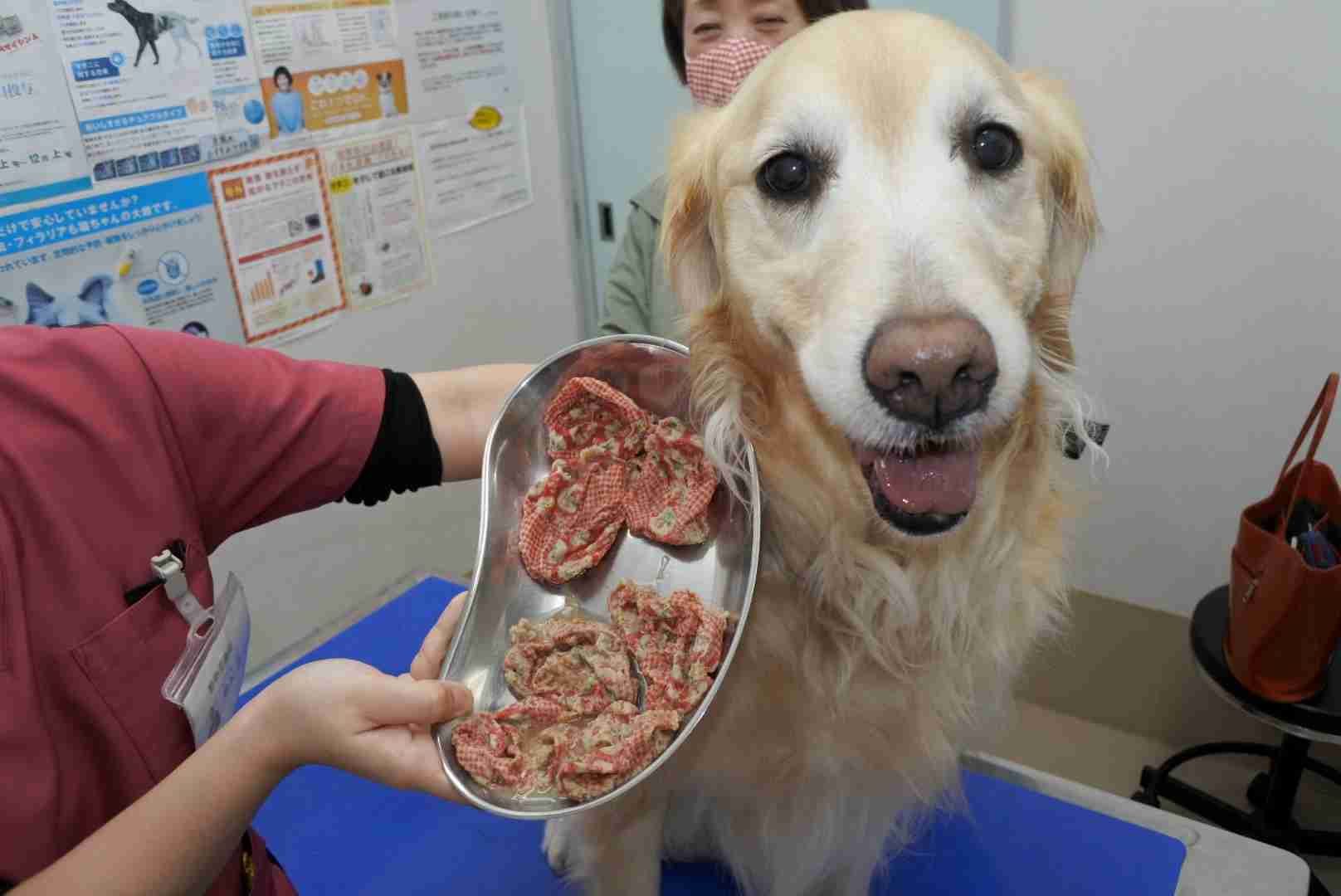 犬 ベルト 食べ た