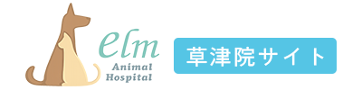 【猫の交通事故】後悔する前に知ってほしい、外に出る”ほんの少し”の危険