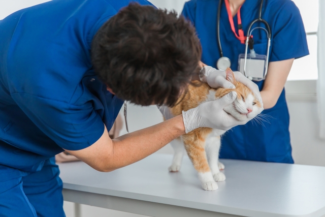 猫の口内炎