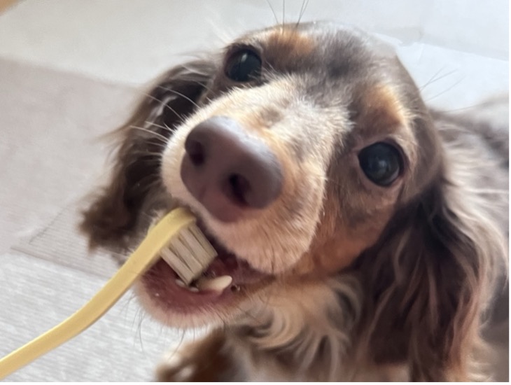 大切なペットの健康を守るために飼い主様ができること