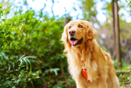 膝蓋骨脱臼がよく見られる犬種