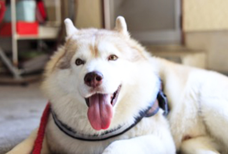 前十字靭帯断裂がよく見られる犬種