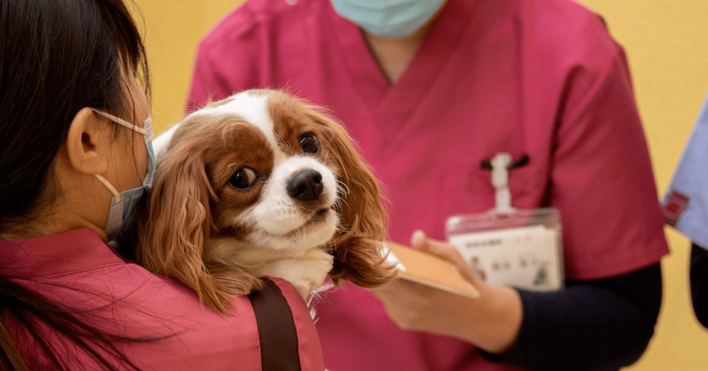 医療知識を活かしたエルム動物病院の安心のペットホテル・トリミング