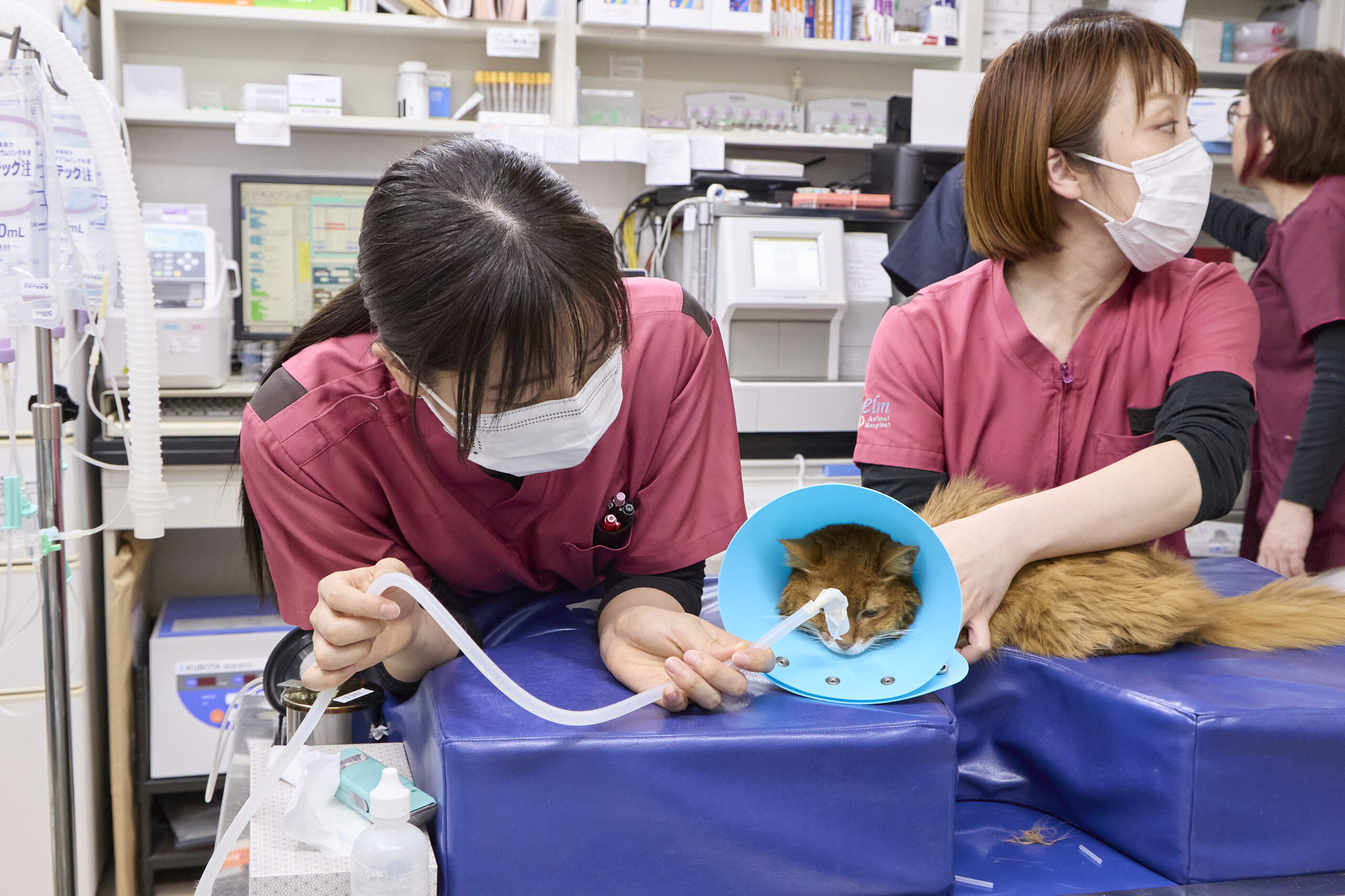 看護師・トリマーへの教育はどのようにされていますか？