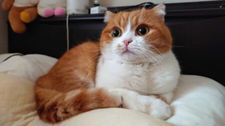 心筋症