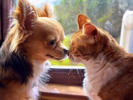 犬・猫の種類別によくある病気