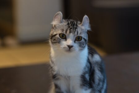外耳炎