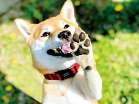 アトピー・アレルギー性皮膚疾患